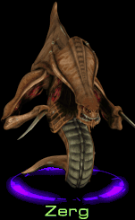 Zerg